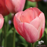 Mystic van Eijk Tulip Bulbs