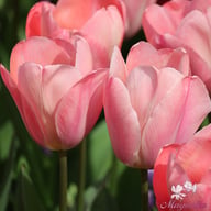 Mystic van Eijk Tulip Bulbs