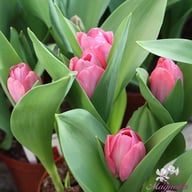 Mystic van Eijk Tulip Bulbs