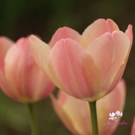 Mystic van Eijk Tulip Bulbs