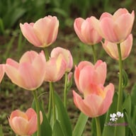 Mystic van Eijk Tulip Bulbs
