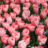 Mystic van Eijk Tulip Bulbs