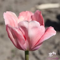 Mystic van Eijk Tulip Bulbs