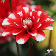 Nagano Dahlia Tuber