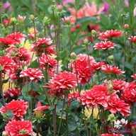 Nagano Dahlia Tuber
