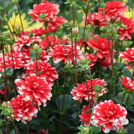 Nagano Dahlia Tuber