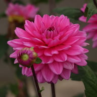 Nashville Dahlia Knöl