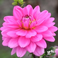 Nashville Dahlia Knöl