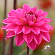 Nashville Dahlia Knöl