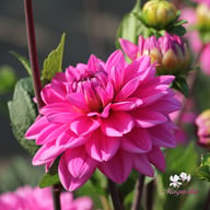 Nashville Dahlia Knöl