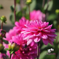 Nashville Dahlia Knöl
