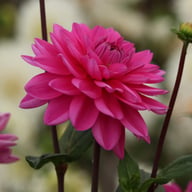 Nashville Dahlia Knöl