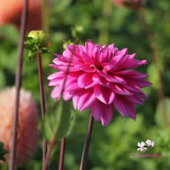 Nashville Dahlia Knöl