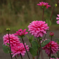 Nashville Dahlia Knöl