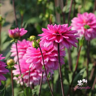 Nashville Dahlia Knöl
