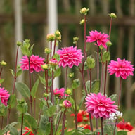 Nashville Dahlia Knöl