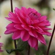 Nashville Dahlia Knöl