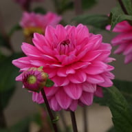 Nashville Dahlia Knöl
