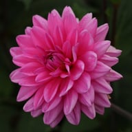 Nashville Dahlia Knöl