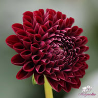 Natal Dahlia Knöl