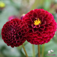 Natal Dahlia Knöl