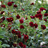 Natal Dahlia Knöl