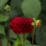 Natal Dahlia Knöl