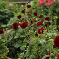Natal Dahlia Knöl