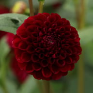 Natal Dahlia Knöl