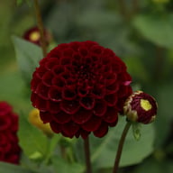 Natal Dahlia Knöl