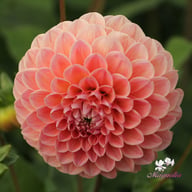 Nathalie G. Dahlia Tuber