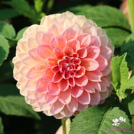 Nathalie G. Dahlia Tuber