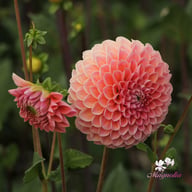 Nathalie G. Dahlia Tuber