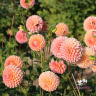 Nathalie G. Dahlia Tuber