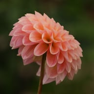 Nathalie G. Dahlia Knöl