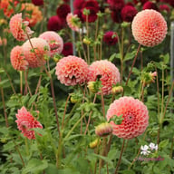 Nathalie G. Dahlia Tuber
