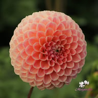 Nathalie G. Dahlia Tuber