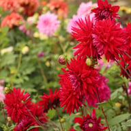 National Velvet Dahlia Tuber
