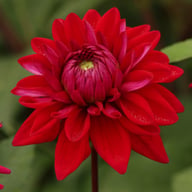 National Velvet Dahlia Tuber