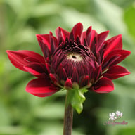 National Velvet Dahlia Tuber