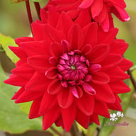 National Velvet Dahlia Tuber
