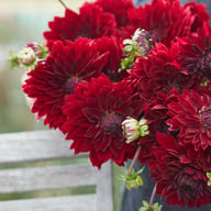 National Velvet Dahlia Tuber