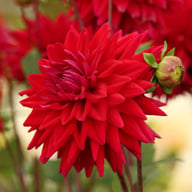 National Velvet Dahlia Tuber