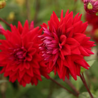 National Velvet Dahlia Tuber