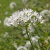 Neapellök 'Neapolitanum' Allium Bulbs