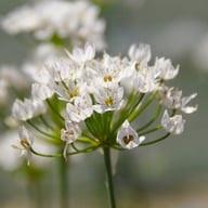 Neapellök 'Neapolitanum' Allium Bulbs