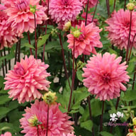 Negroni Sunset Dahlia Tuber
