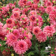 Negroni Sunset Dahlia Tuber