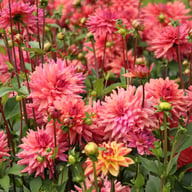Negroni Sunset Dahlia Knöl