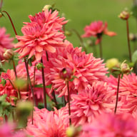 Negroni Sunset Dahlia Knöl